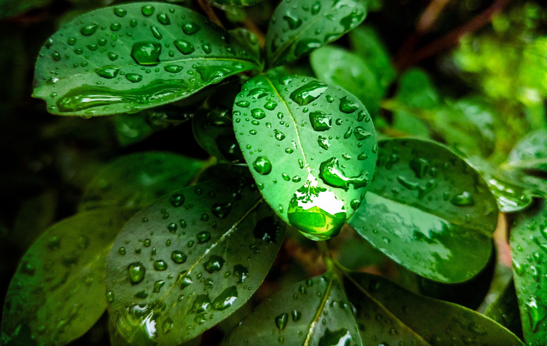 Close-up of glossy green leaves covered in fresh water droplets.